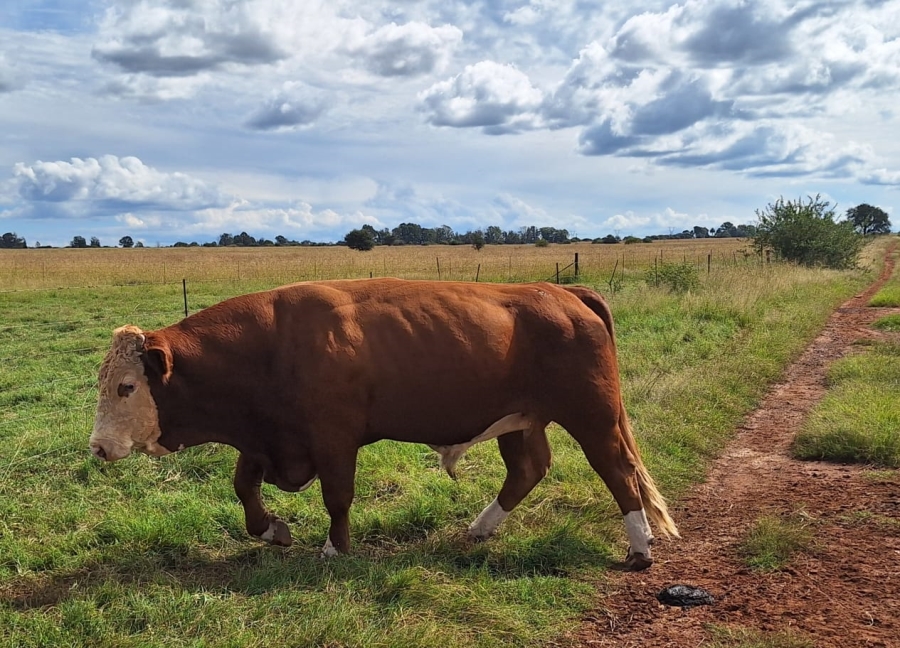 2 Bedroom Property for Sale in Ventersdorp Rural North West